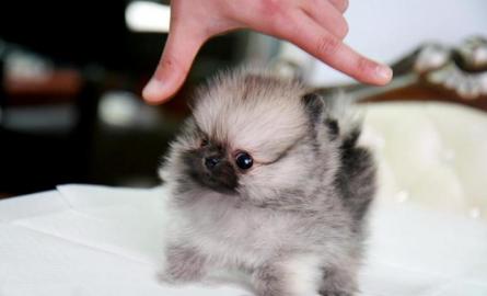 Wundersch�ne Pomeranian Zwergspitzwelpe