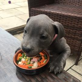 Spezielle kleine Pitbull-Welpen
