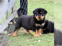 Rotti Rottweiler Welpen zu verkaufen
