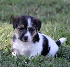 jack russel terrir welpe