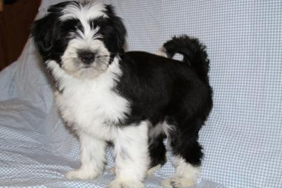S��e Reinrassig Tibet Terrier