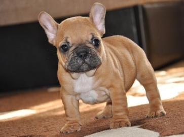 Franz�sische Bulldoggen Welpen blue fawn