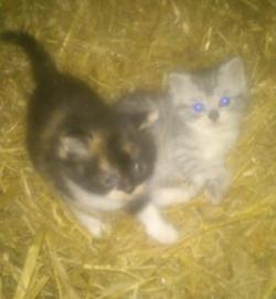 vergebe 2 s��e Mittellanghaarkatzenbabys