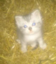 vergebe 2 s��e Mittellanghaarkatzenbabys