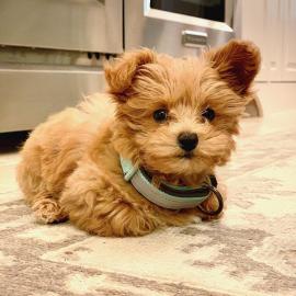 Intelligente Maltipoo-Welpen **KOSTENLOS