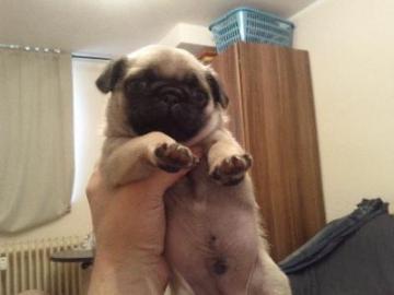 Mops-Welpen mit VDH-Papieren ( Mops klub