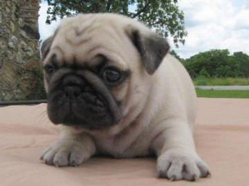 Mops-Welpen mit VDH-Papieren ( Mops klub