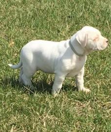 Dogo Argentino Welpen
