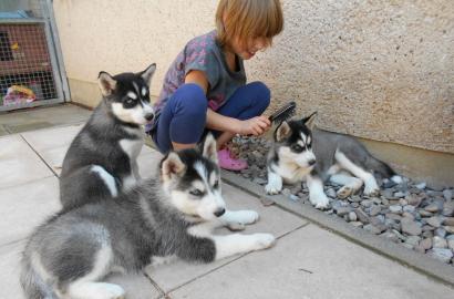 Reinrassige Siberian Husky Welpen. . . 