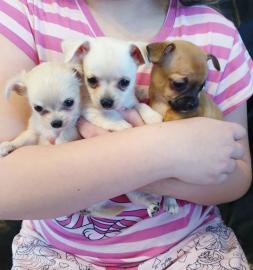 Mini Chihuahua Welpen