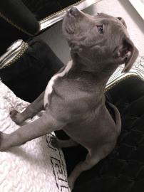 Pitbull blueline welpen11 Wochen alt  a