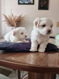 S��e Mini Malteser Welpen