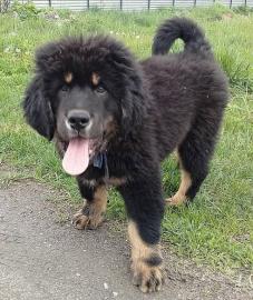Tibetan mastiff puppy