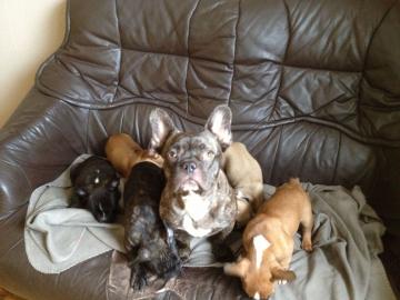 Franz�sische Bulldogge Welpe mit Papiere
