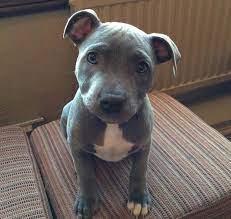 TOP Gesund Amstaff- Blue- Line- Welpen