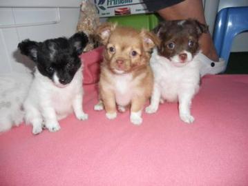 X-MAS Chihuahua welpen9150 euros)