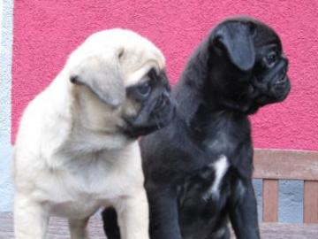 Mops Welpen