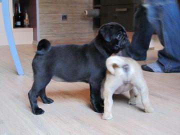 Mops Welpen