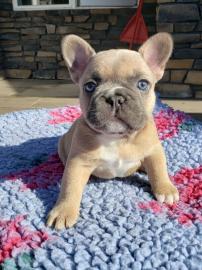 Perfekter Welpe der franz�sischen Bulldo