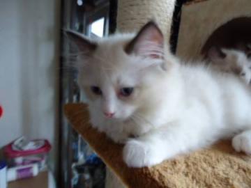 Sch�ne Ragdoll K�tzchen