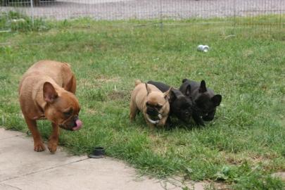 Franz. Bulldoggen Welpen
