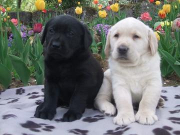 Reinrassige Labrador-Welpen aus Familien