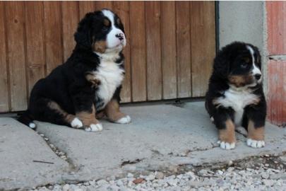 Berner Sennenhund Welpen