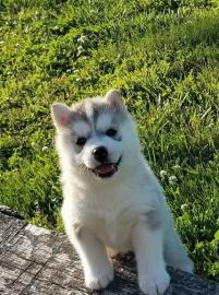 Siberian Husky puppies