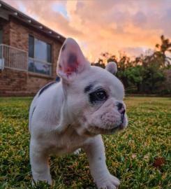 franz�sische bulldogge welpen