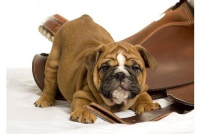 Reinrassige Engl.  Bulldoggen Welpe Gesun