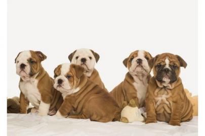Reinrassige Engl.  Bulldoggen Welpe Gesun