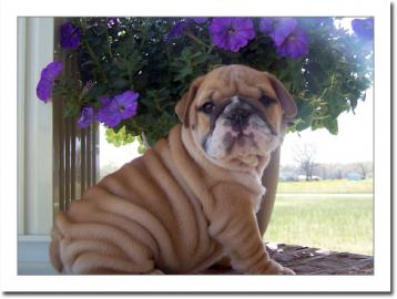 Reinrassige Engl.  Bulldoggen Welpe Gesun