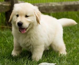 Zuhause ausgebildete Labrador Retriever