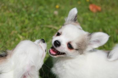 Niedliche Chihuahua-Welpen mit VDH/FCI P