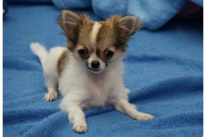 Niedliche Chihuahua-Welpen mit VDH/FCI P