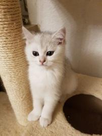 Wundersch�ne baby BKH katzen
