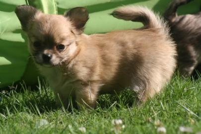 Hbsche Chihuahua Welpen in Lang - und K