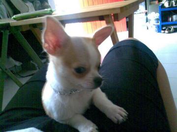 S��e chihuahua und chihuahua Mix