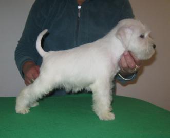 Zwergschnauzer weiss