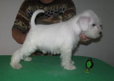 Zwergschnauzer weiss