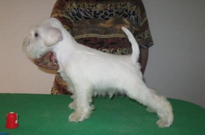 Zwergschnauzer weiss