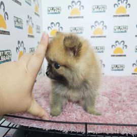 Zwergspitz Pomeranian Spitz Boo