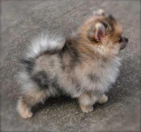 Zwergspitz Pomeranian Spitz Boo