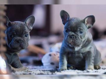 S??e Franz?sische Bulldoggen Welpen