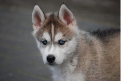 Siberian Husky welpen