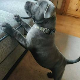 Spezielle kleine Pitbull-Welpen