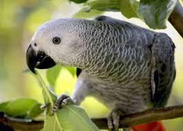 Kongo-Afrikaner Grey Parrots f?r Vogelli