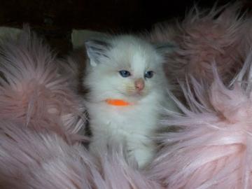 Ragdoll K?tzchen