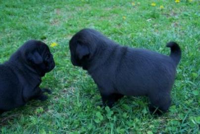 wundersch�n S��en mops welpen