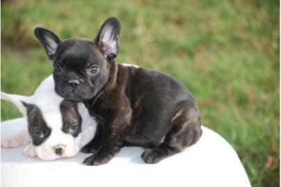 Franz�sische Bulldoggen Welpen